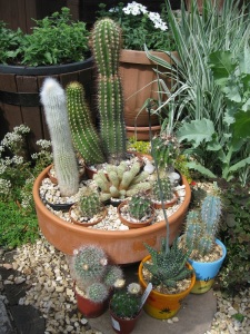 Cacti display