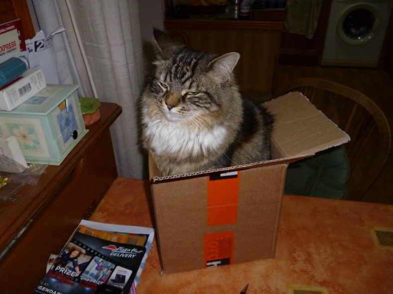 Cat in a small box