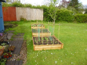 Raised beds, growing on. 